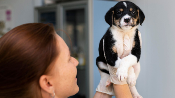 Animalista recibe comparendo por realizar jornada de esterilización en la calle: ¿qué dice la ley? Animalista recibe comparendo por realizar jornada de esterilización en la calle: ¿qué dice la ley?