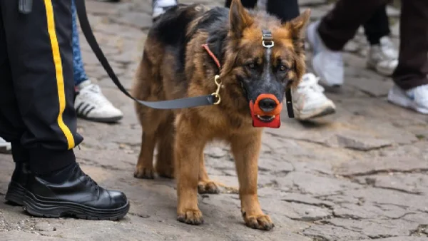 Radican proyecto que prohibiría la explotación de los perros de “vigilancia privada” en todo el país: ¿en qué consiste? Radican proyecto que prohibiría la explotación de los perros de “vigilancia privada” en todo el país: ¿en qué consiste?