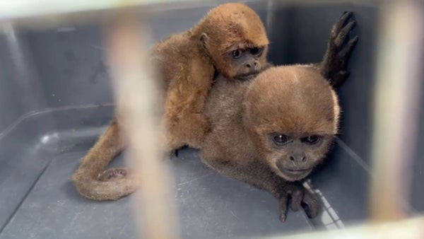 VIDEO | Policía incautó nueve animales silvestres en zona rural de Calima El Darién