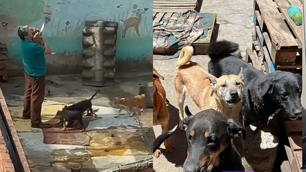 Más de 20 mascotas quedaron a su suerte en Bogotá tras la muerte de su cuidador