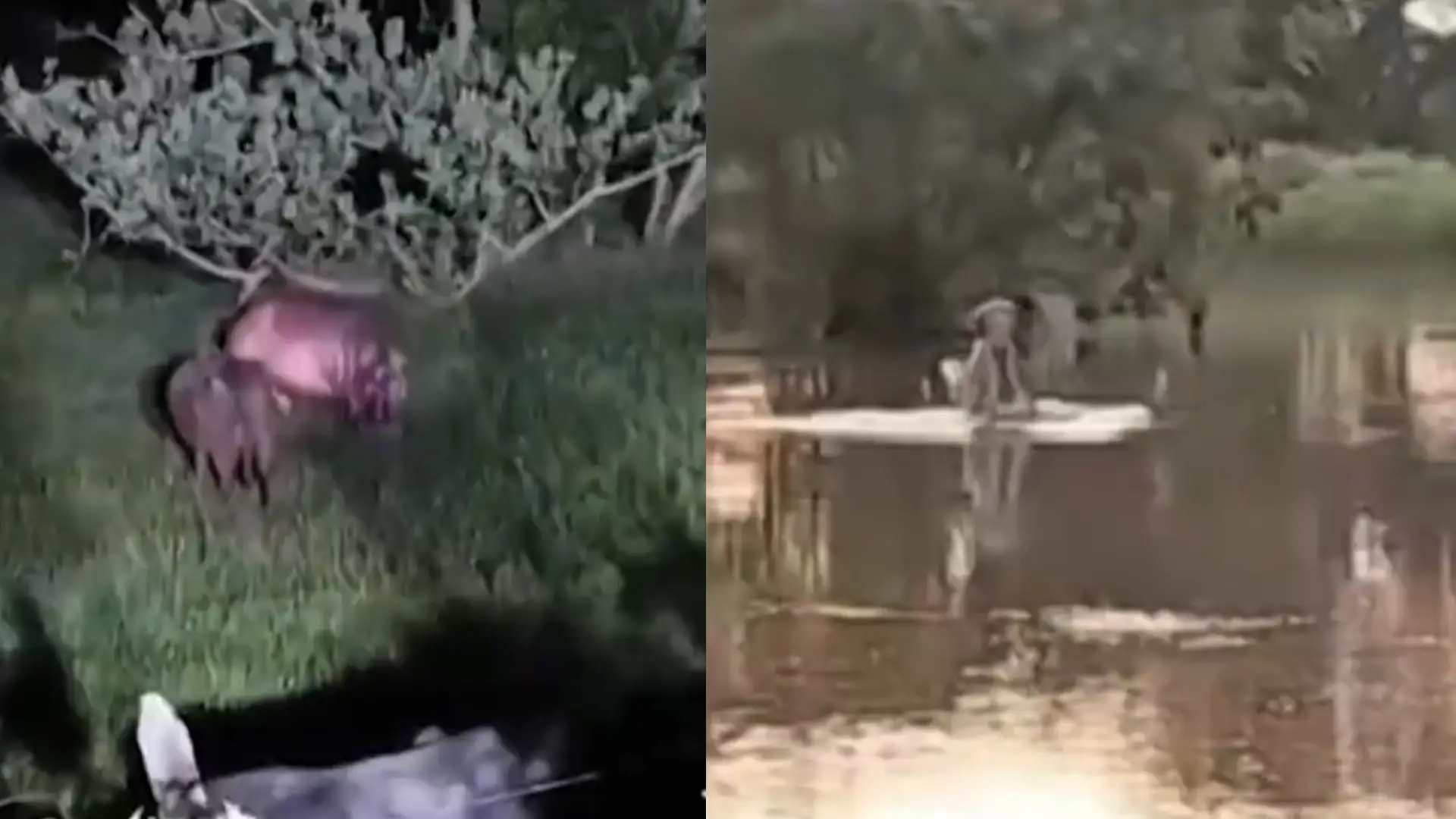 Preocupación por hipopótamos en zonas urbanas