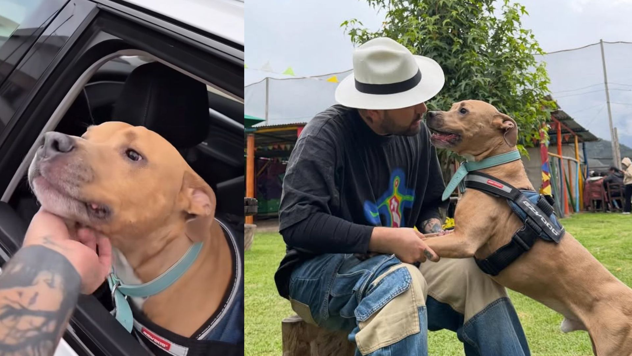 Magnus, the viral dog who overcame cancer and celebrated with a parade, has the disease again
