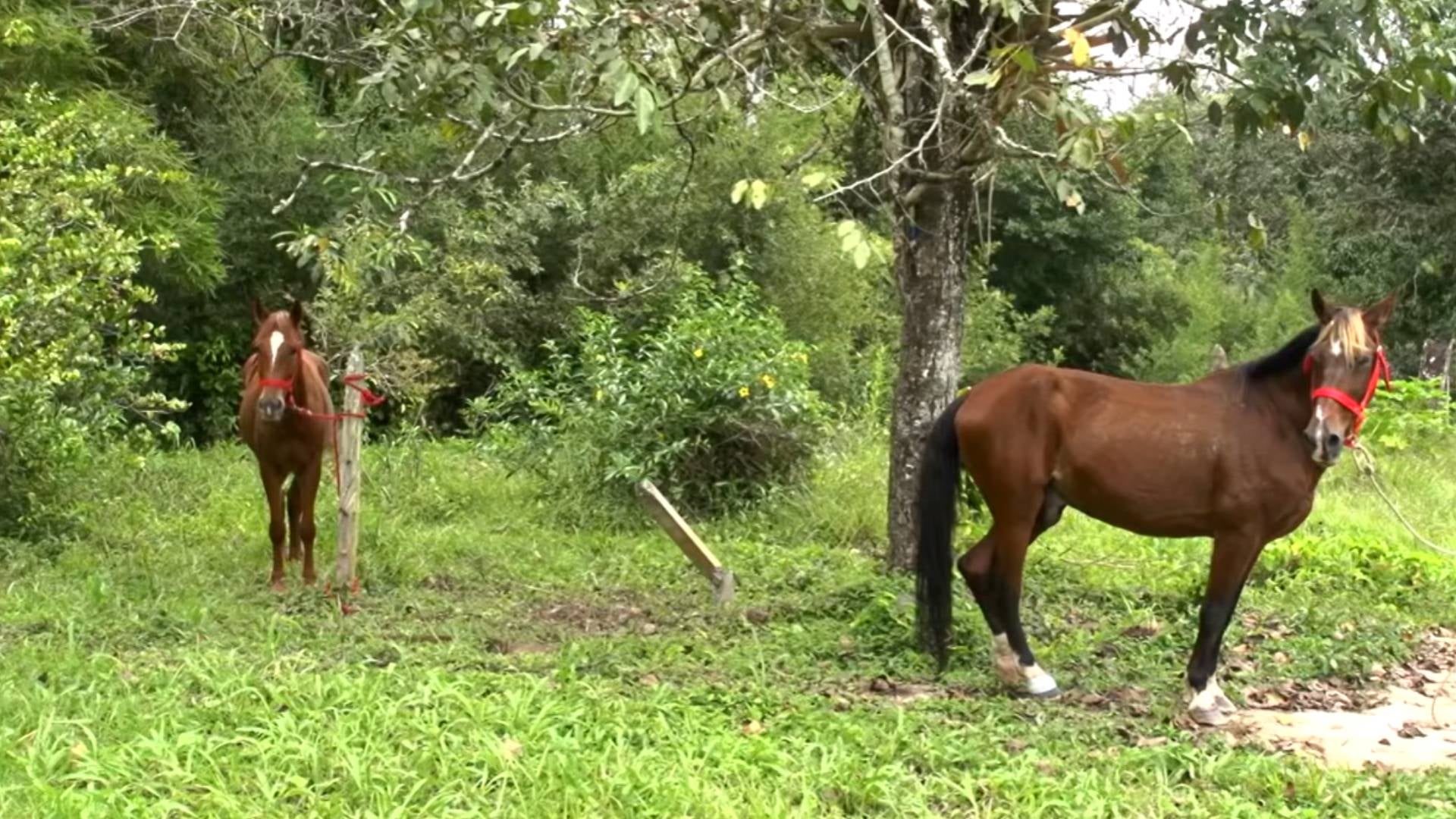 Qué pasó con los caballos cocheros de Cartagena: UdeA los adoptó