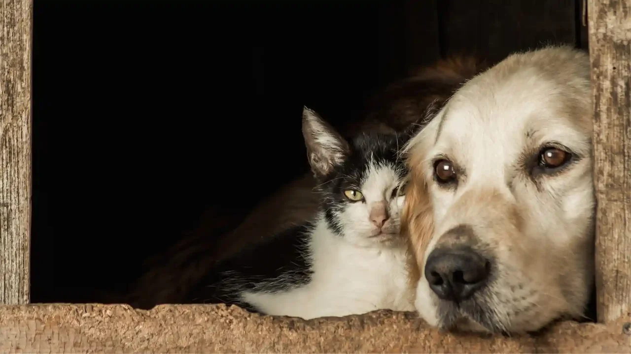 At What Age Are Dogs or Cats Considered Old? Veterinarians Explain
