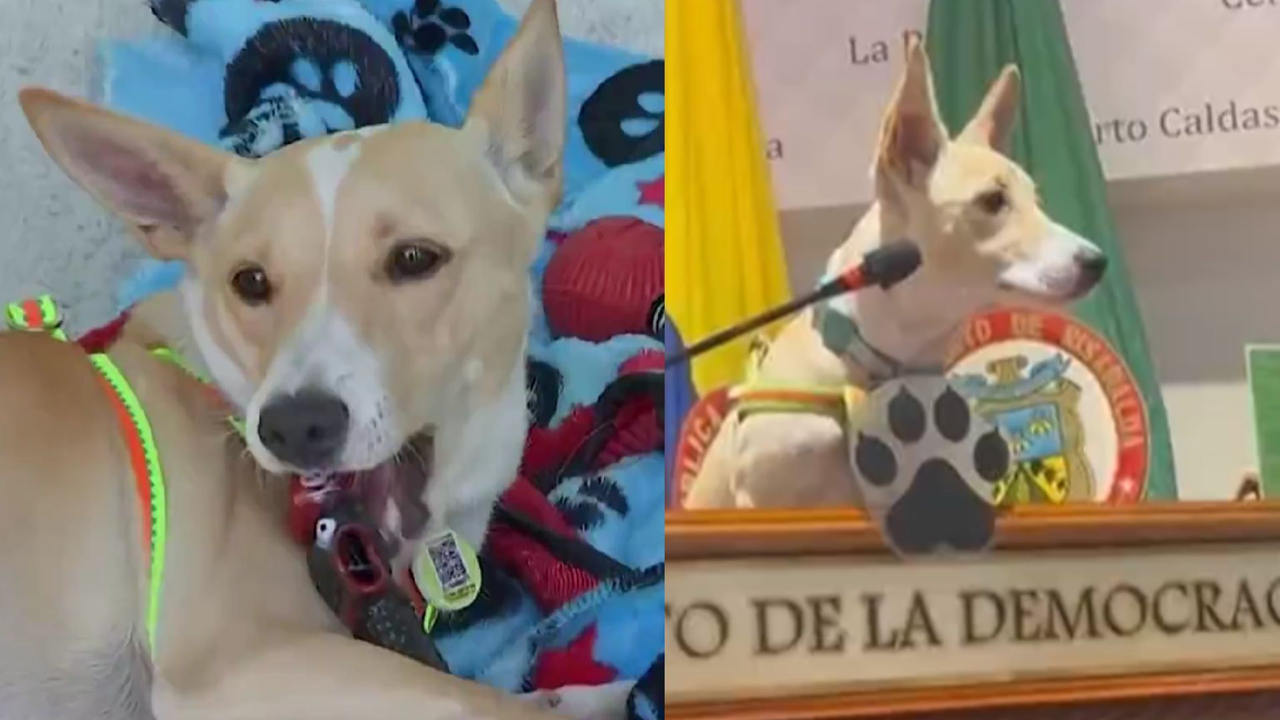 ‘Conce’, el perrito rescatado que ahora tiene un espacio en el Concejo ...