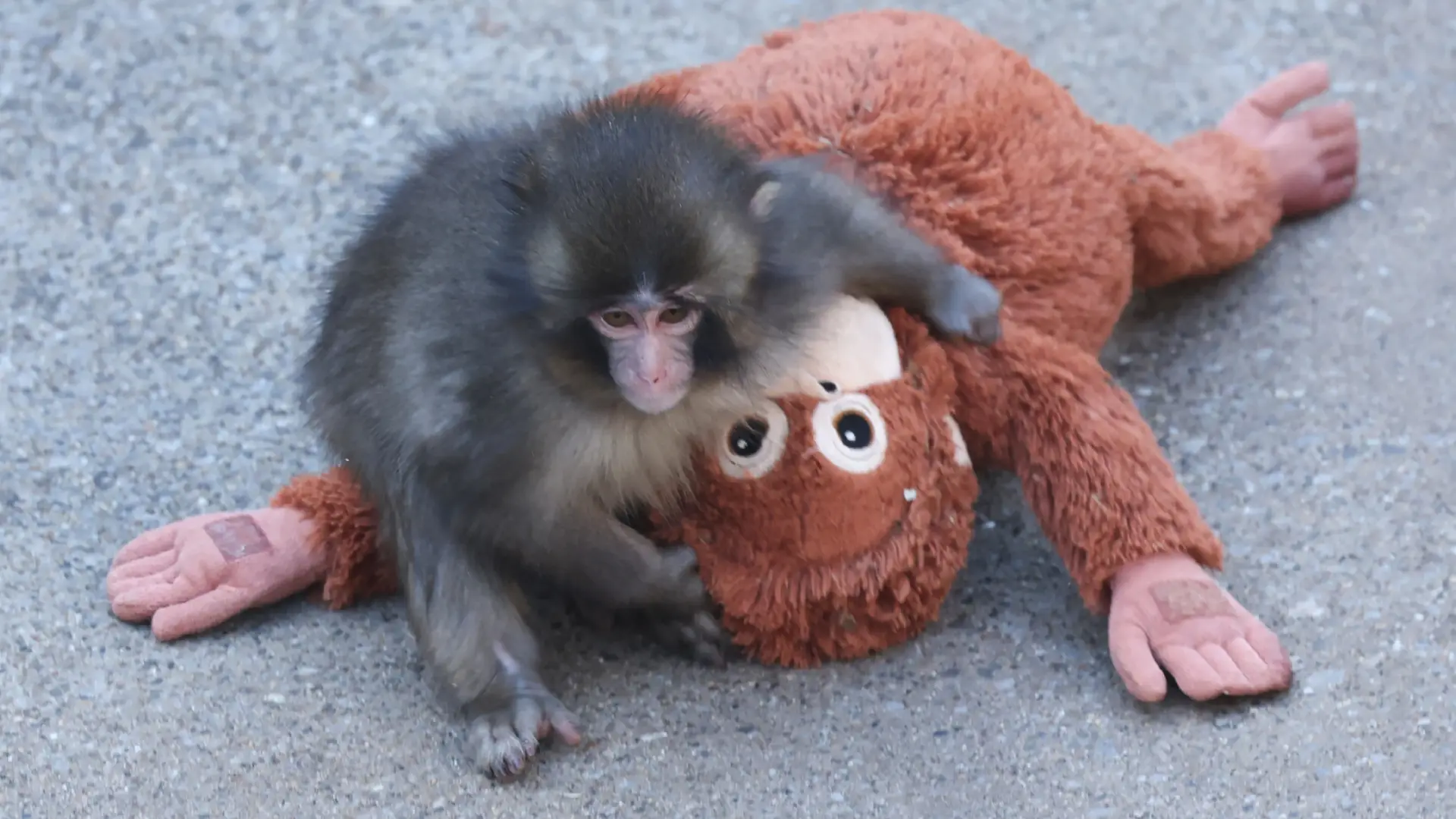 Punch macaco japonés y su peluche