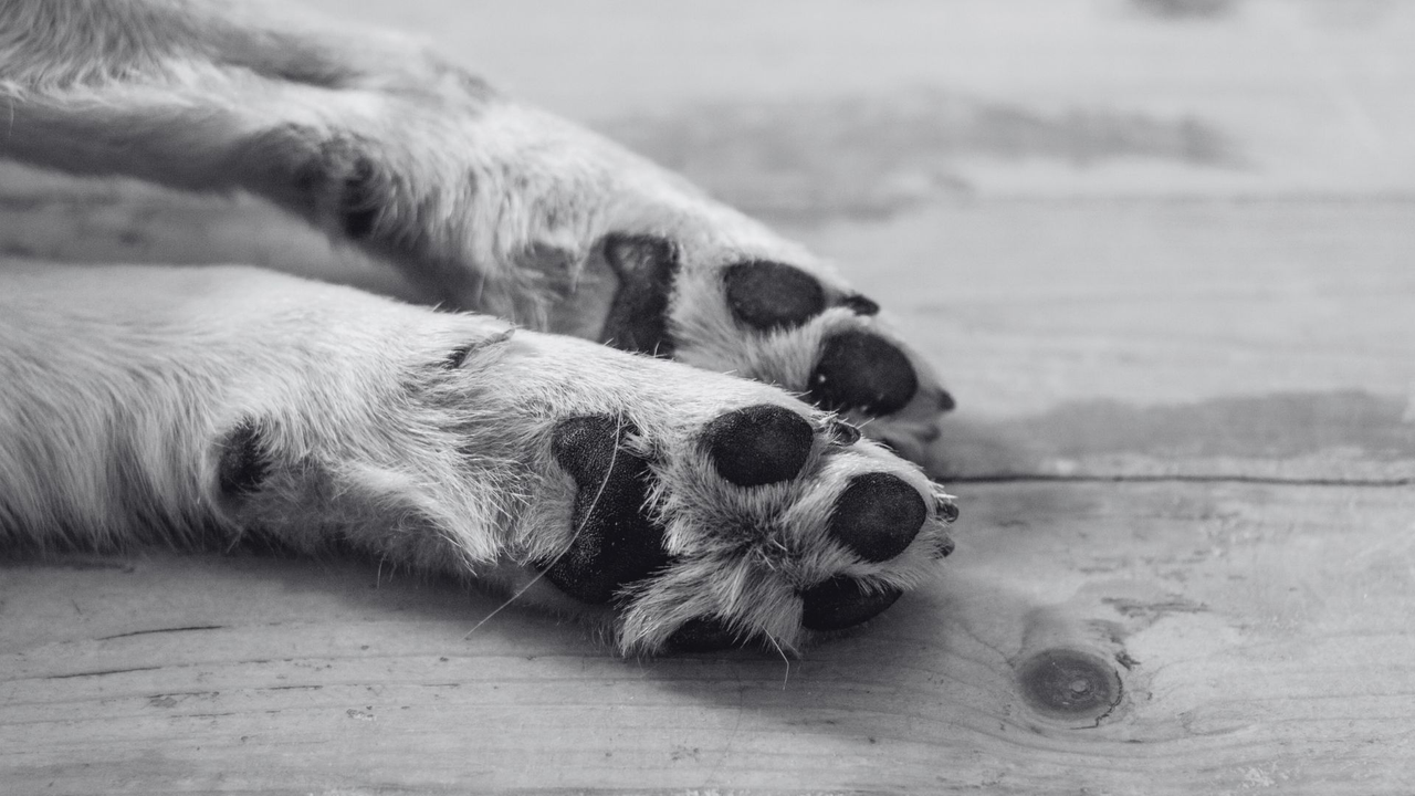 Foundation denounced a suspected animal sex predator in Boyacá: he was seen touching a female dog