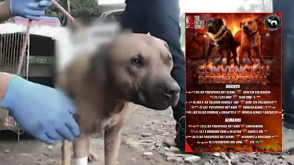Cuatro perros muertos en convención ilegal de peleas descubierto por la Fiscalía en La Calera