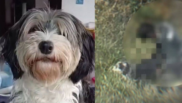 Aterrador caso en Usme: sujeto fue grabado mientras abusaba sexualmente de una perrita