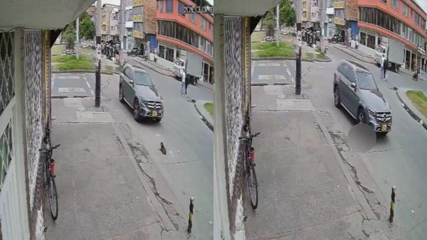 Automóvil pasó por encima de un perrito en la localidad de Kennedy: el conductor huyó