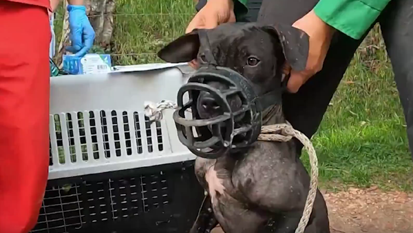 Apuestas en convención internacional de peleas de perros en La Calera iban de los 1.000 a los 2.000 dólares