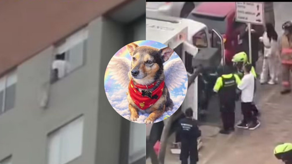 Inaceptable: hombre lanzó a un perrito desde el piso 25 de un edificio en Bogotá