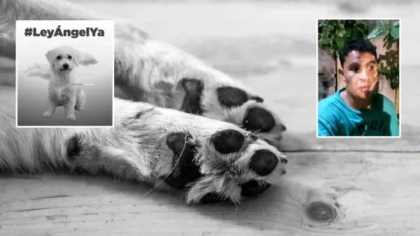 Cayó el asesino de 'Lombi', el perrito atacado salvajemente con una piedra en Santa Marta