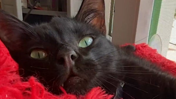 Más de 120 mascotas han sido encontradas a través de esta herramienta digital en Bogotá