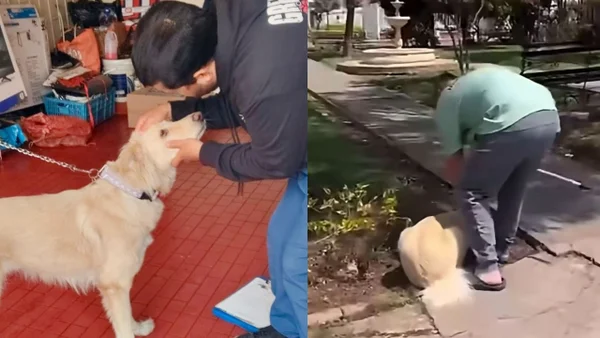 Perro golpeado con un palo de escoba en Tunja fue rescatado por las autoridades Perro golpeado con un palo de escoba en Tunja fue rescatado por las autoridades