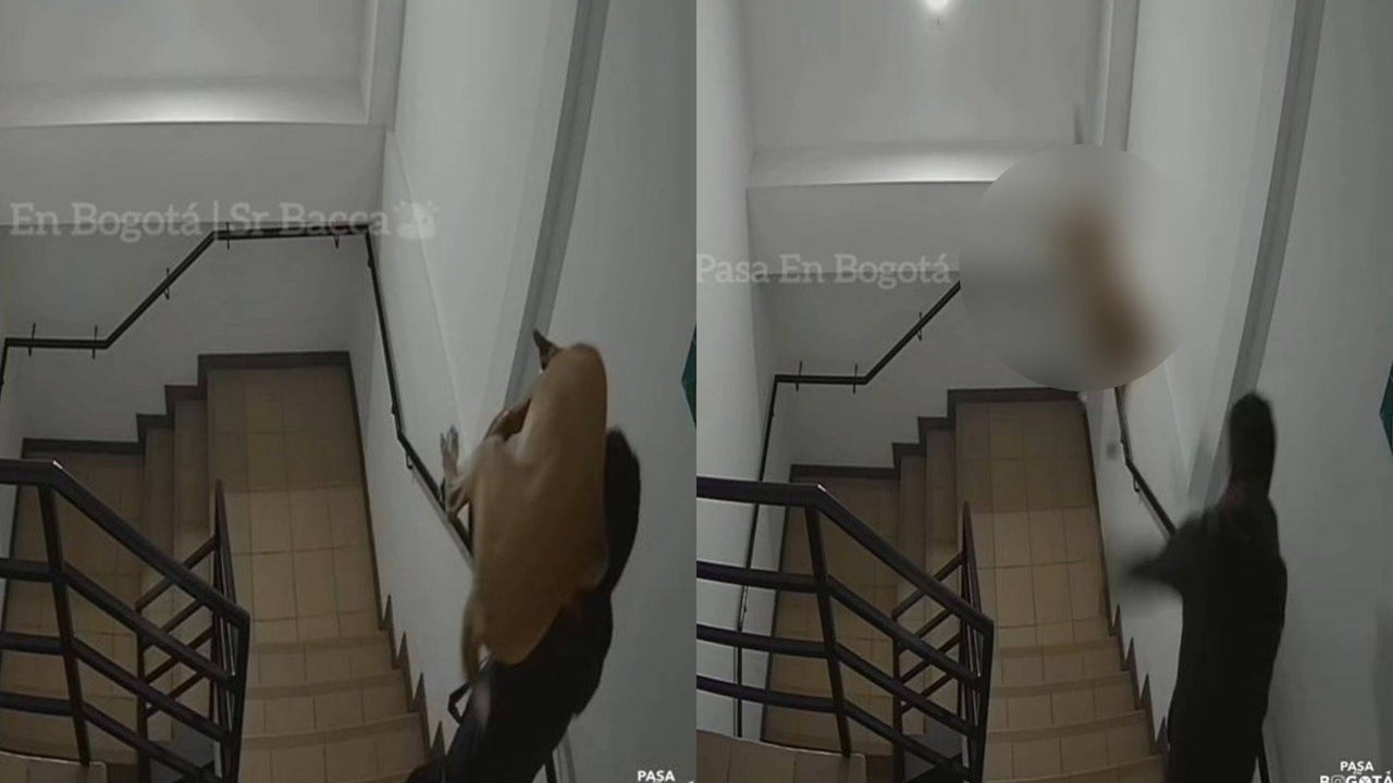 What is known about the puppy thrown down the stairs in Bogotá?