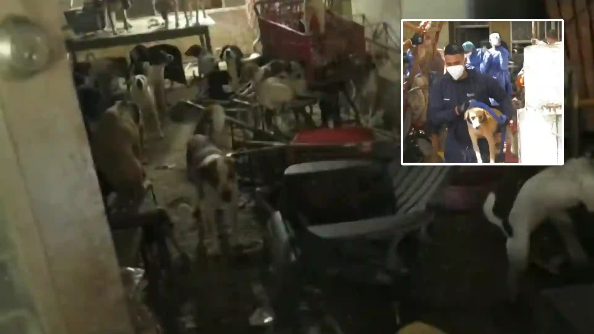 Dos abuelas vivían con 100 perros y gatos entre heces y basura dentro de una casa en Barranquilla