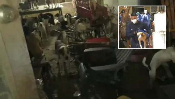 Dos abuelas vivían con 100 perros y gatos entre heces y basura dentro de una casa en Barranquilla