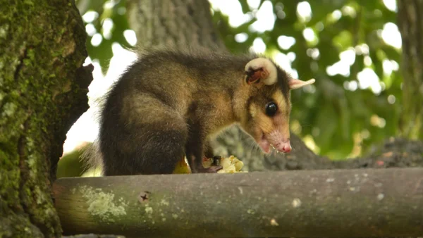 Rescatan 18 especies de fauna silvestre en Manizales: alerta por el aumento de este delito en Semana Santa