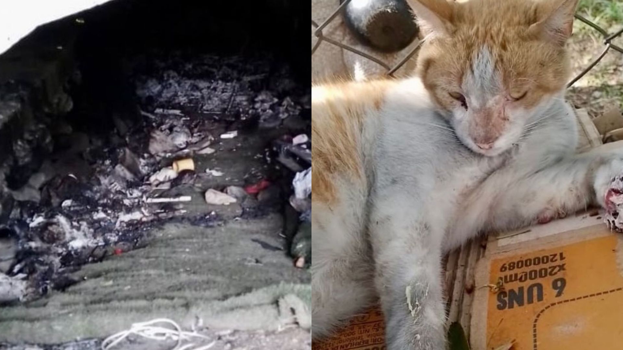 More than 45 cats reportedly died in alleged intentional fires in Cali