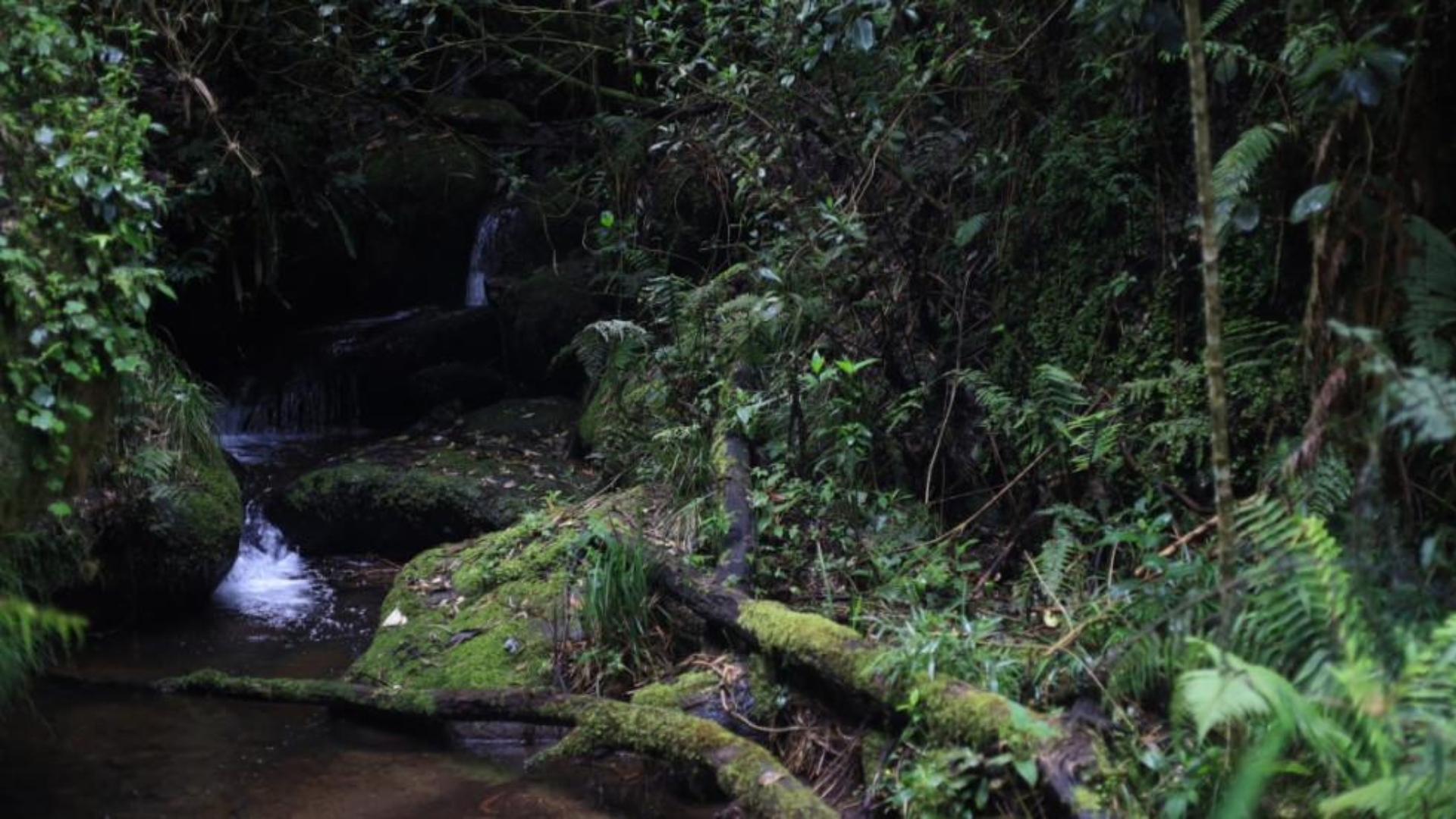 Foto: Acueducto de Bogotá
