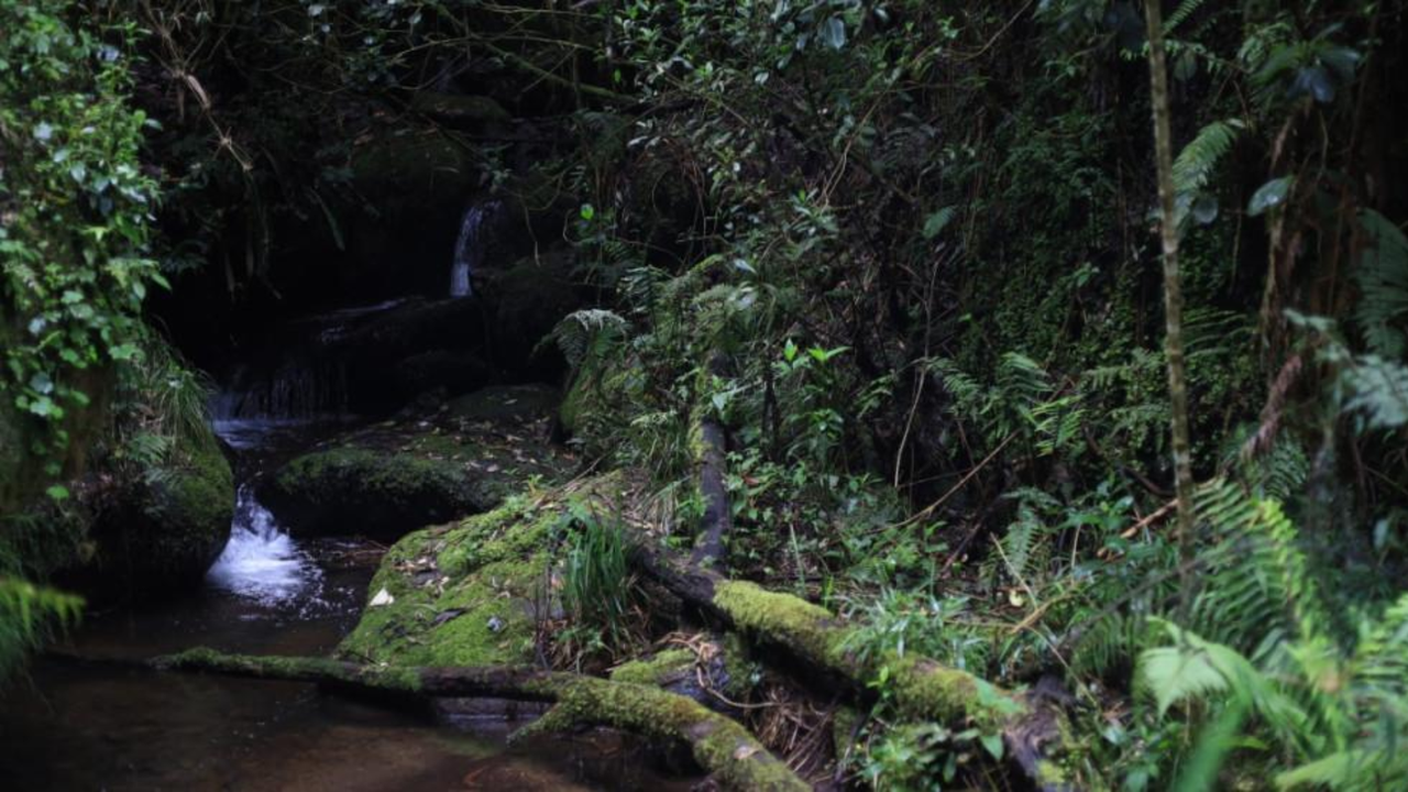 Bogotá will keep its ecological trails closed on Holy Thursday and Good Friday of 2026: this is the reason