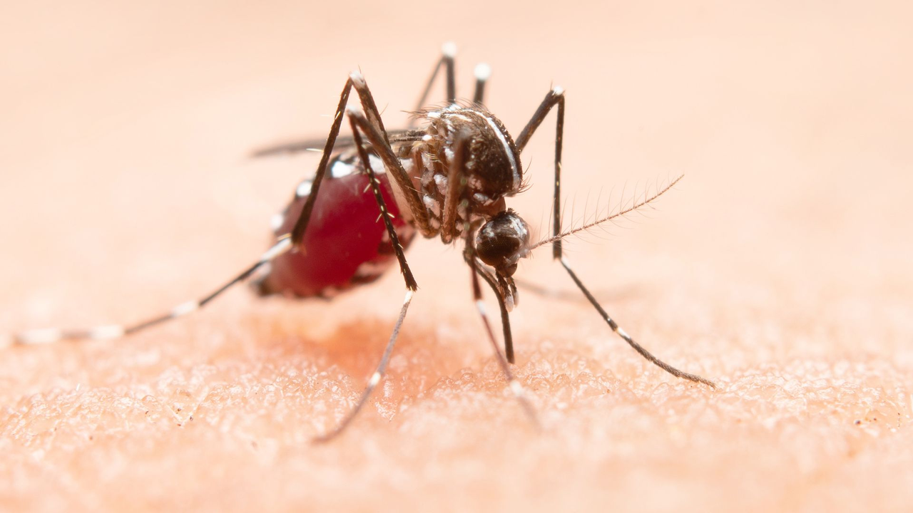 Expertos alertan sobre el aumento del dengue durante el periodo de vacaciones en Colombia