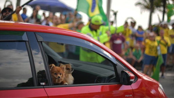 Parejas divorciadas en Brasil podrán compartir la custodia de sus mascotas