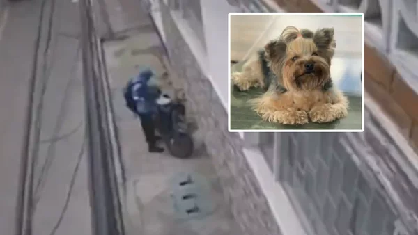 Desgarrador mensaje de mujer que le robaron su mascota en Bogotá: “La necesito con mi corazón”