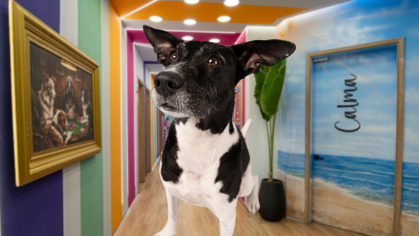 Fanáticos podrán votar para que dos mascotas ingresen a La Casa de los Famosos