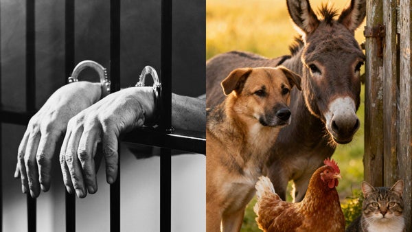 Avanza el proyecto de ley que busca penalizar con cárcel la zoofilia en Colombia