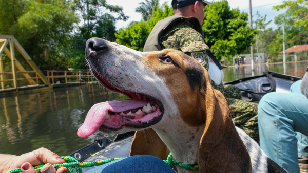 UNGRD anuncia la creación de comisión técnica para la atención de animales en situación de emergencia