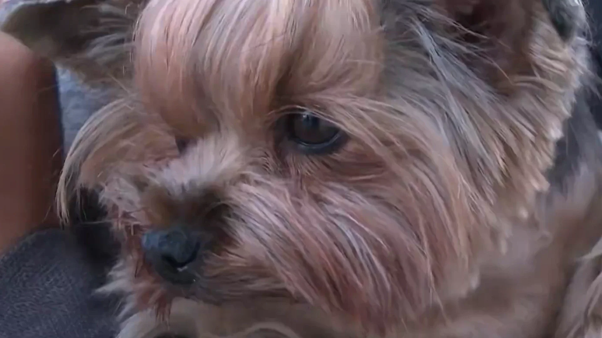 Wanda, perrita que habían robado en Bogotá.