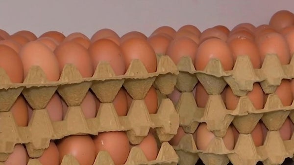 Crisis avícola: 57 millones de aves represadas por protestas en el predial