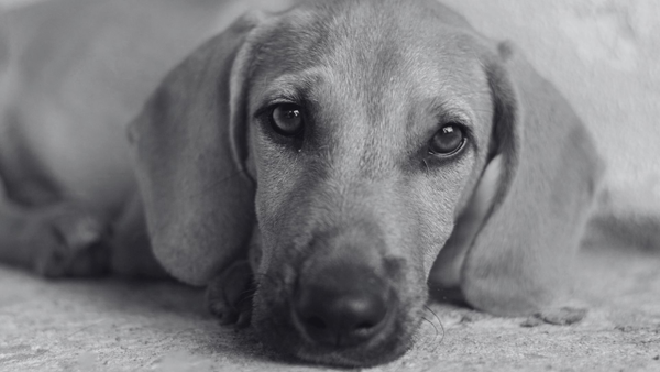 Grupos en redes sociales estarían siendo usados para incentivar la zoofilia con material explícito Grupos en redes sociales estarían siendo usados para incentivar la zoofilia con material explícito