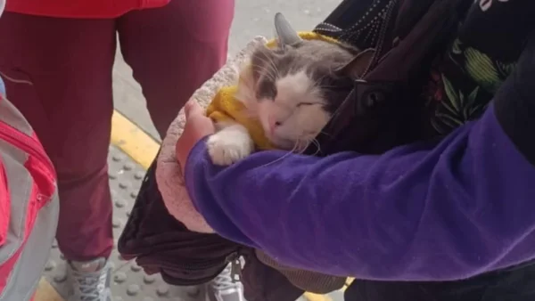 Rescatan gato en Transmilenio que sería usado para mendicidad: así puede denunciar casos Rescatan gato en Transmilenio que sería usado para mendicidad: así puede denunciar casos