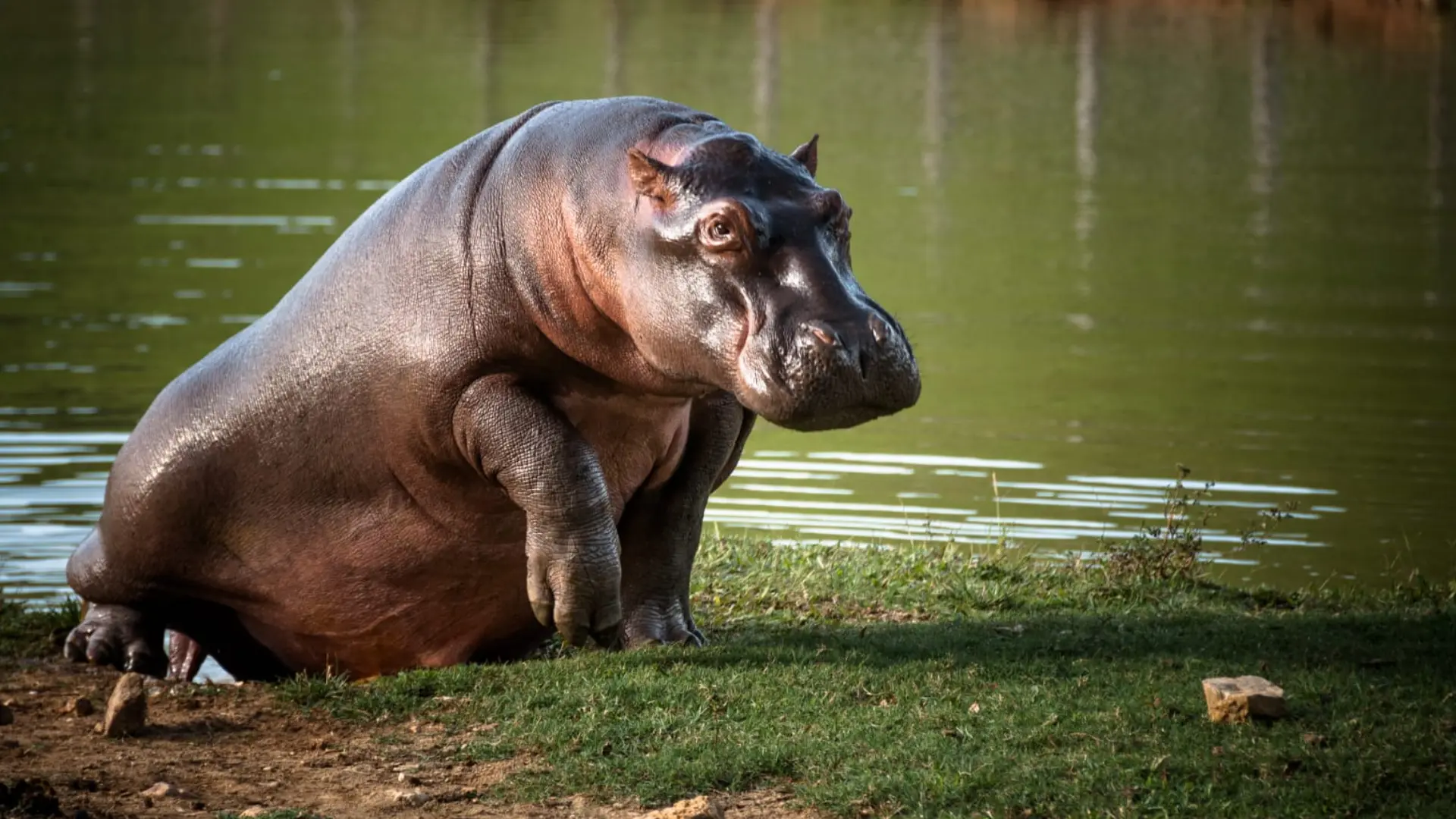 Hipopótamos en Colombia
