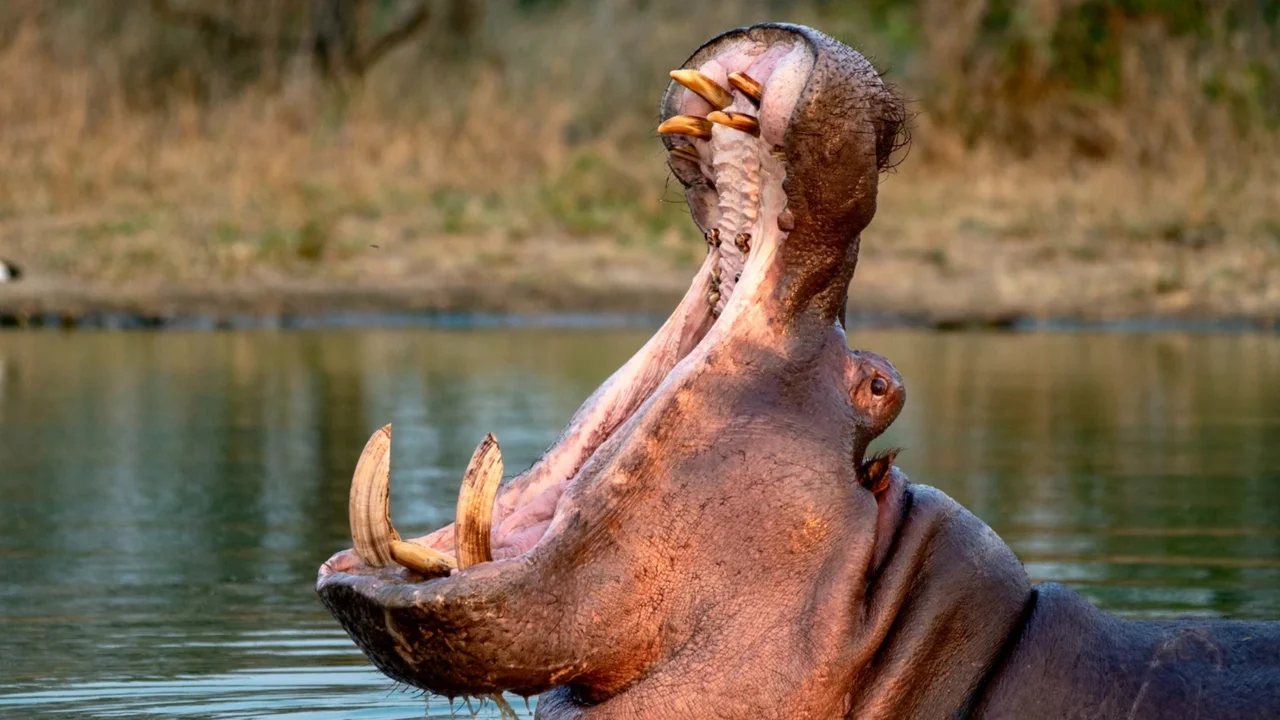 Have Pablo Escobar's hippos become a threat in the country?
