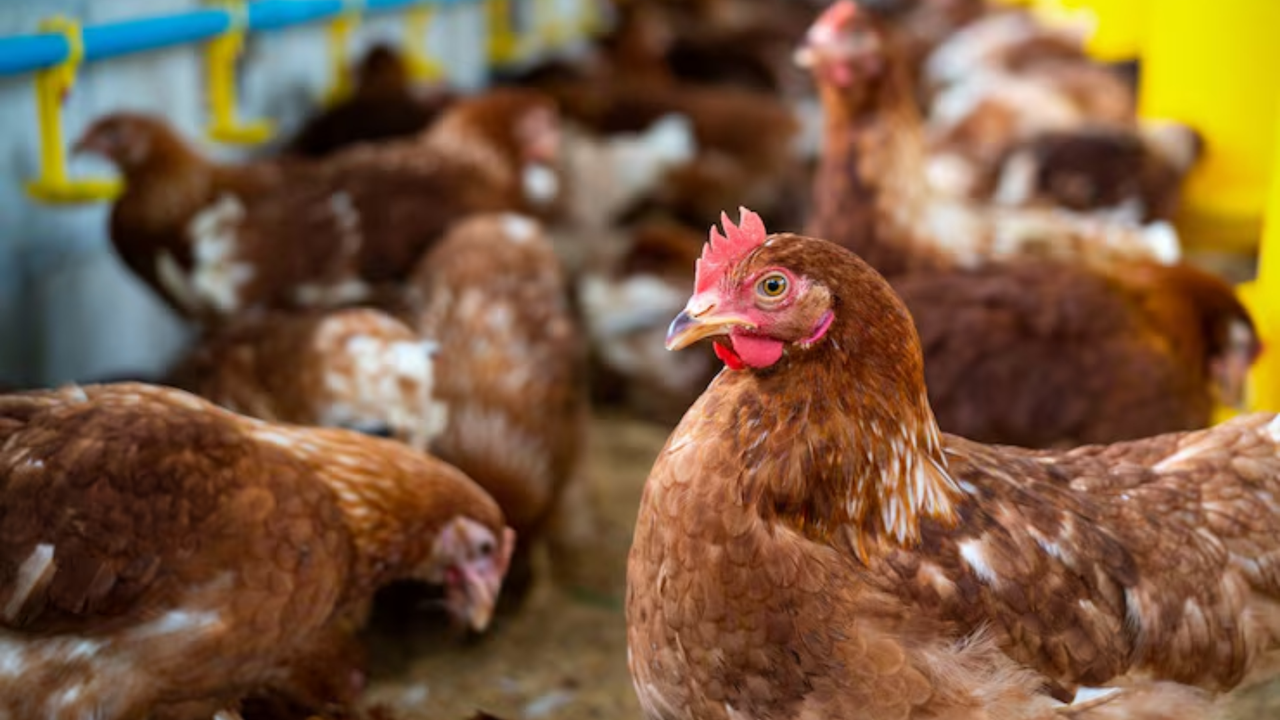 23% of national egg production and 25% of national chicken production are held back in Santander