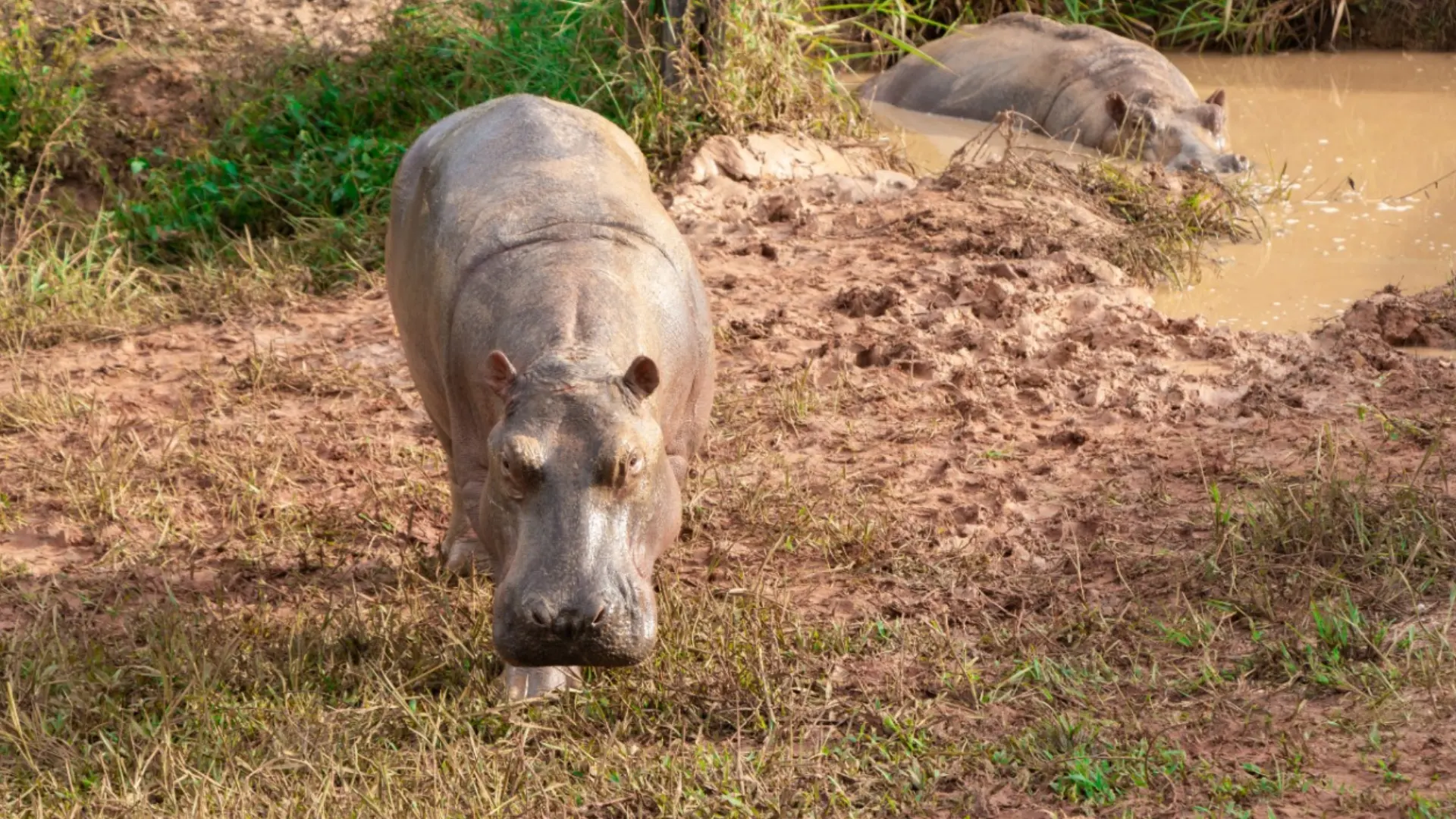 Hipopótamos en Colombia (1)