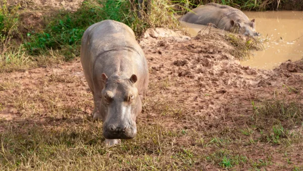 Los países que se negaron a recibir los hipopótamos colombianos: razones detrás de la eutanasia