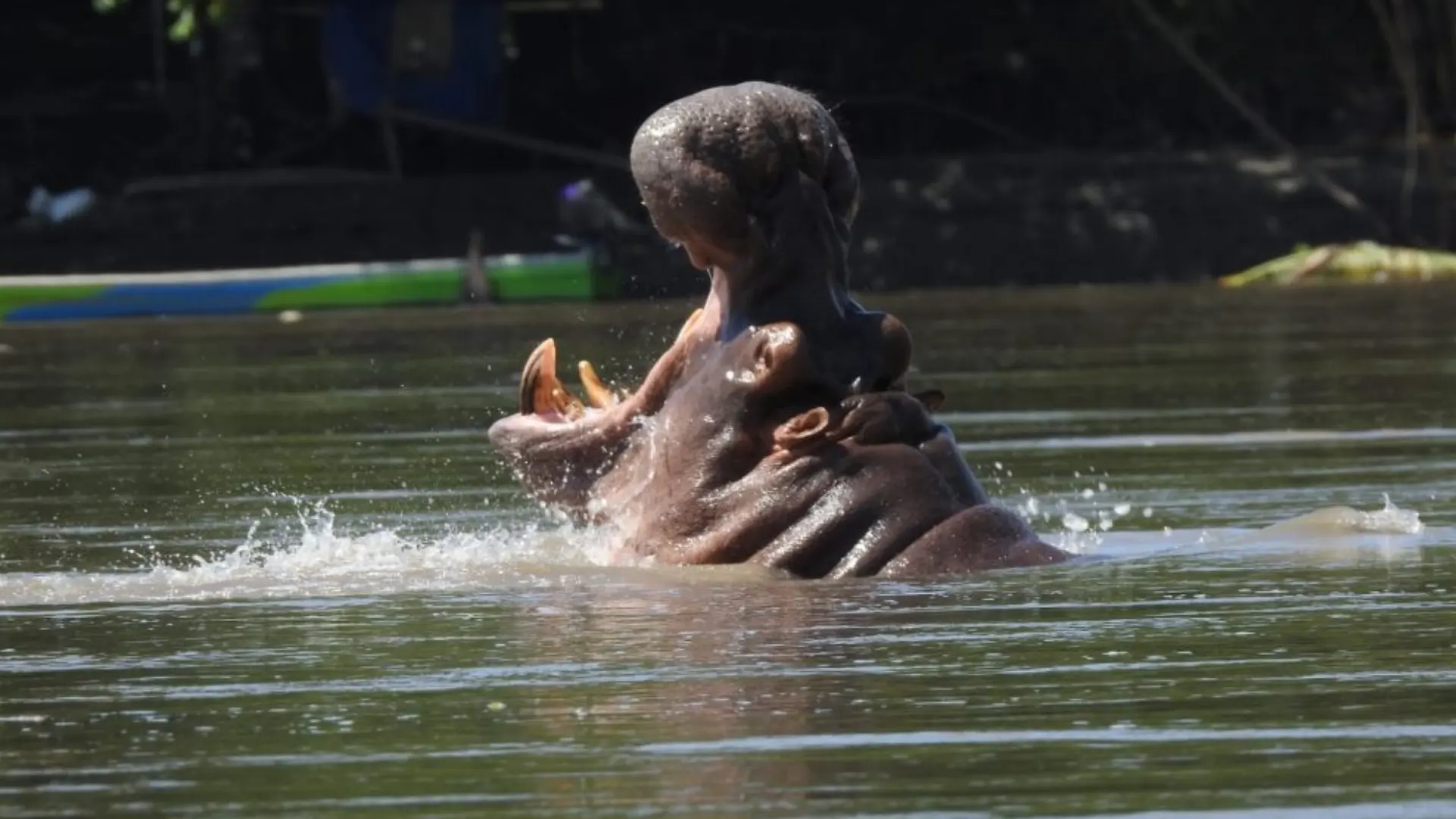 Hipopótamos en Colombia (2)