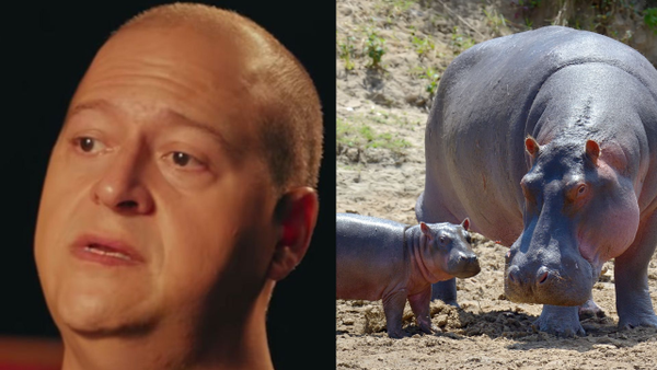 Hijo de Pablo Escobar reveló cómo fue vivir con los hipopótamos que serán sacrificados en Colombia