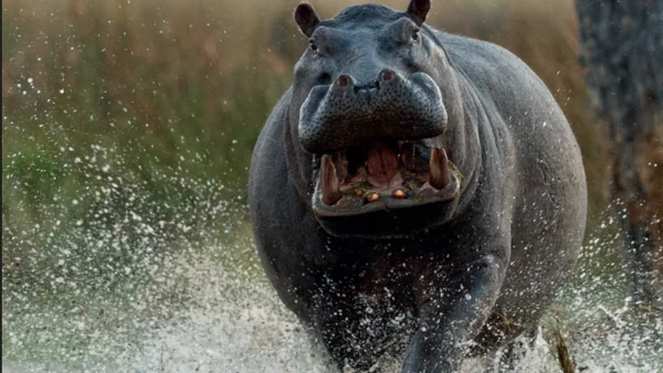 Asociación mexicana levanta la mano para salvar gratis a hipopótamos colombianos Asociación mexicana levanta la mano para salvar gratis a hipopótamos colombianos