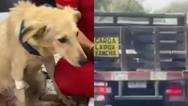 Vehículo en movimiento lanzó y atropelló a un perro en la vía Soledad - Malambo