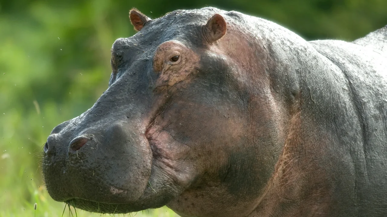 How did the hippos get to Colombia? The story dates back 40 years