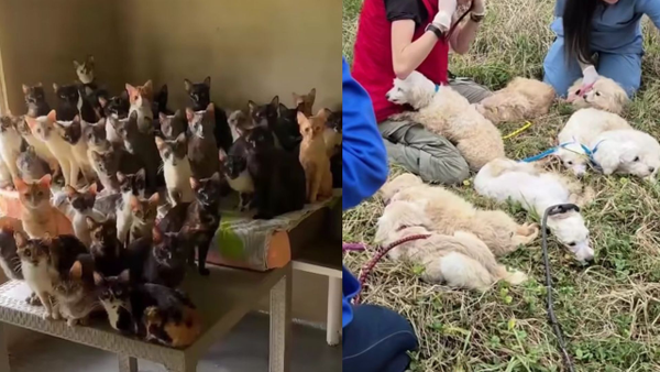 Maratónico rescate: 104 animales fueron encontrados dentro de una casa en estado de abandono en Duitama