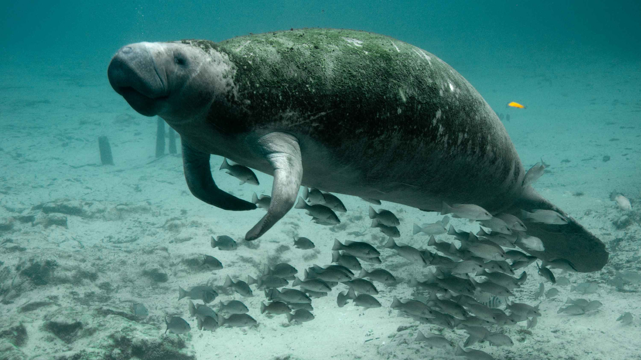Authorities investigate the discovery of a dead manatee in Santander: 17 in recent years