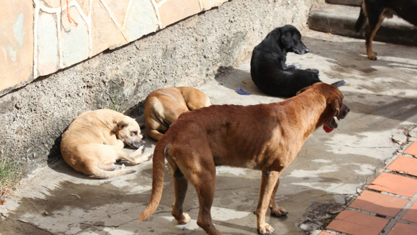 Bogotá habilita la inscripción de animales en condición de calle a plataforma virtual del IDPYBA Bogotá habilita la inscripción de animales en condición de calle a plataforma virtual del IDPYBA