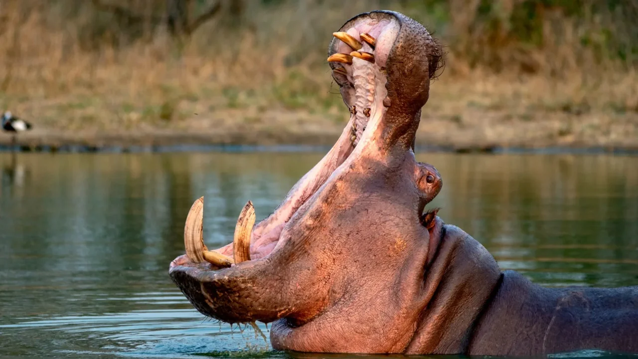 What will happen to the bodies of the hippos after euthanasia?